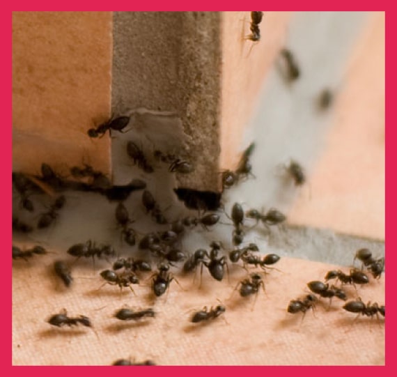 expert ants control thornlands