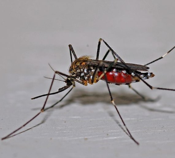 mosquito control thornlands