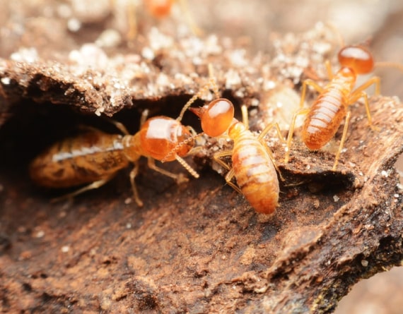 termite control thornlands